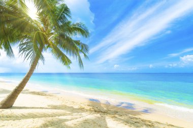 Güzel bir sahilde bir Palm, Koh Samui, Tayland