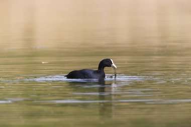 A Coot in a Park, Ziegeleipark Heilbronn, Almanya, Avrupa