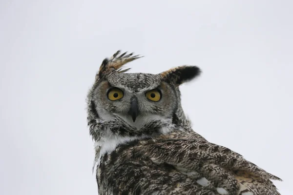 Eagle Owl Bubo Bubo Looking Camera — Stock Photo, Image