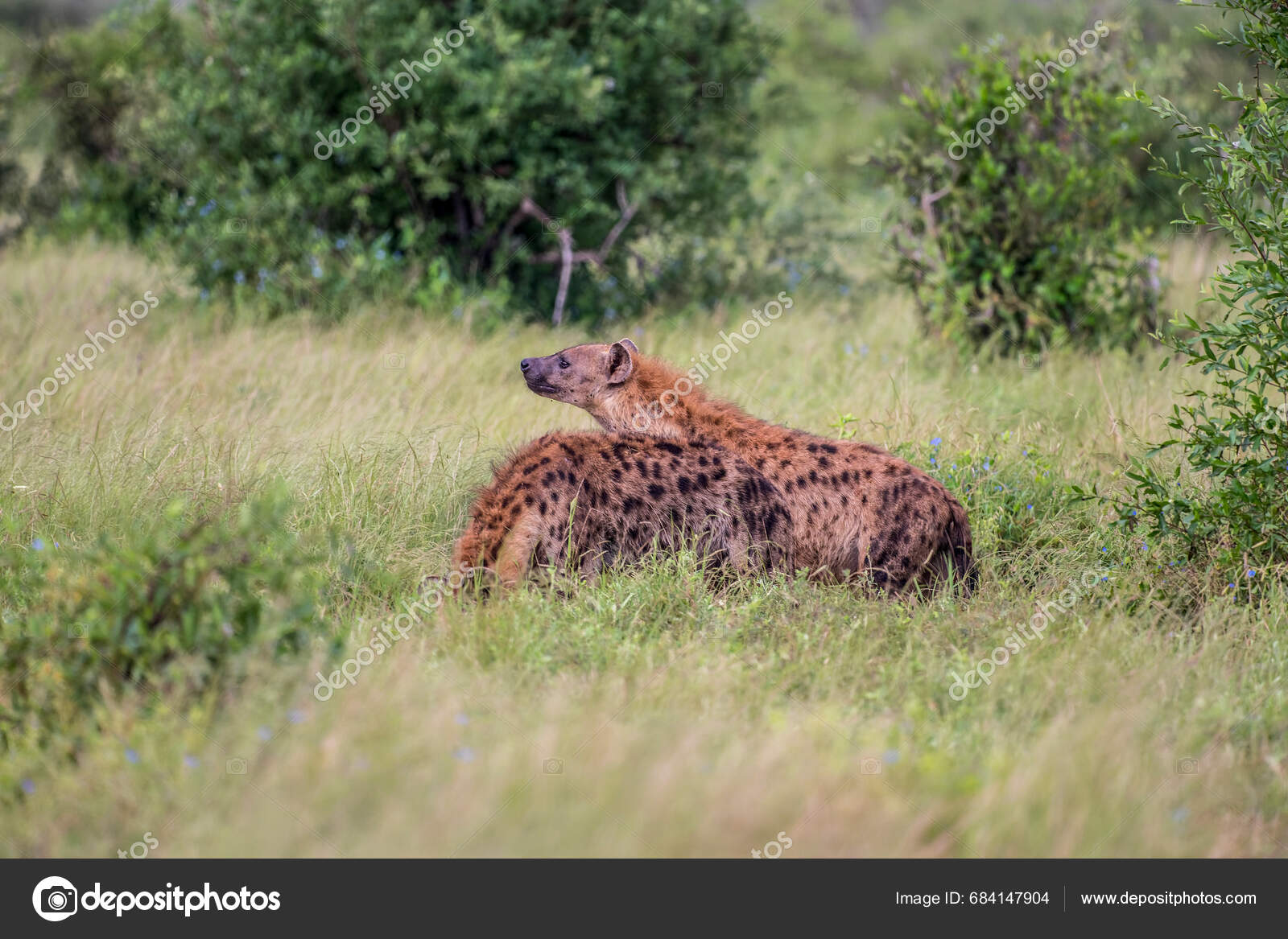 Two Spotted Hyenas Tsavo East National Park Kenya Africa Stock Photo by