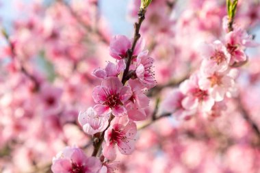 Bahçedeki Güzel Pembe Şeftali Çiçekleri