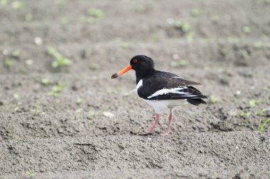 Bir istiridye avcısı (Haematopus ostralegus) Gıda, Yarımada Nordstrand, Almanya ve Avrupa 'yı arıyor 