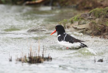 An Oystercatcher (Haematopus ostralegus) searching for Food, Peninsula Nordstrand, Germany, Europe  clipart