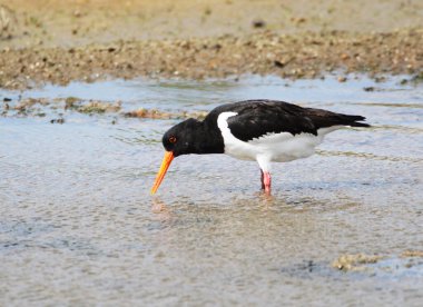 Bir istiridye avcısı (Haematopus ostralegus) Gıda, Yarımada Nordstrand, Almanya ve Avrupa 'yı arıyor 