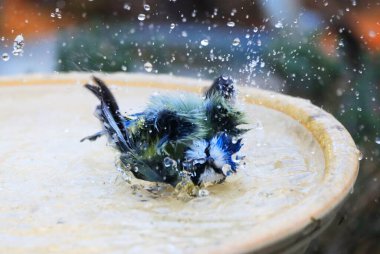 Taking a Bath: Blue Tit in a Garden, Germany, Europe