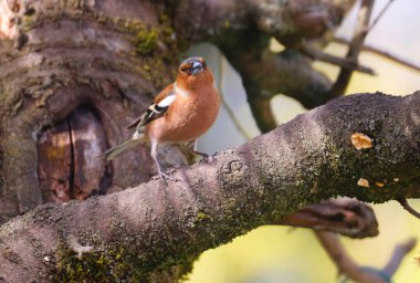 Yaygın Chaffinch (fringilla ünlüler) bir ağacın üzerinde