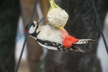 Büyük Benekli Ağaçkakan (Dendrocopos major)