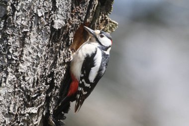 great spotted woodpecker (Dendrocopos major) clipart