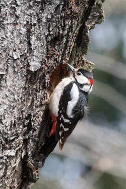Büyük Benekli Ağaçkakan (Dendrocopos major)