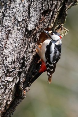 Büyük Benekli Ağaçkakan (Dendrocopos major)