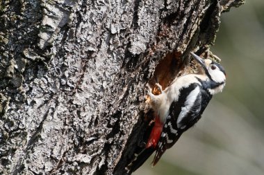 Büyük Benekli Ağaçkakan (Dendrocopos major)