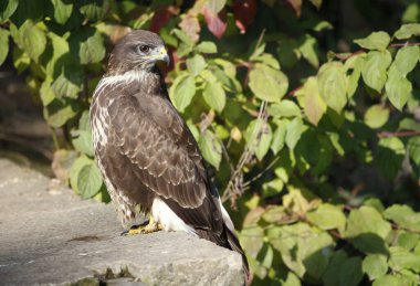 Ağaçtaki sıradan bir akbaba.