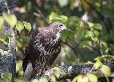 Ağaçtaki sıradan bir akbaba.