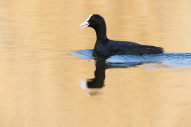 A Coot in a Park, Ziegeleipark Heilbronn, Almanya, Avrupa