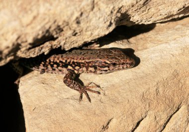 Küba Libre, Barda Kokteyl