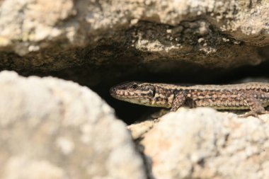 Duvardaki Kertenkele, Wartberg, Heilbronn, Almanya, Avrupa