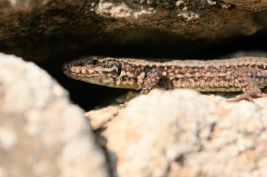 Duvardaki Kertenkele, Wartberg, Heilbronn, Almanya, Avrupa