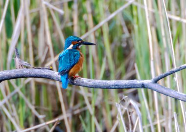 Reed, Heilbronn, Almanya 'da Ortak Kingfisher (Alcedo).