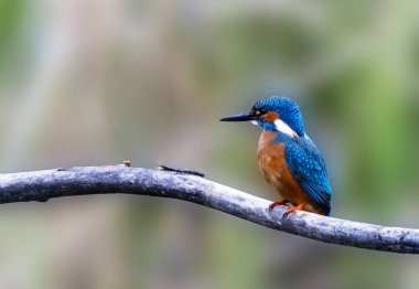 Reed, Heilbronn, Almanya 'da Ortak Kingfisher (Alcedo).