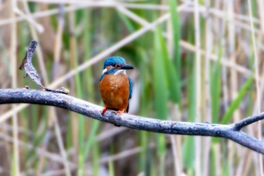 Reed, Heilbronn, Almanya 'da Ortak Kingfisher (Alcedo).