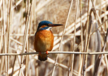 Bir Kingfischer (alcedo) Reed, Heilbronn, Almanya 'da