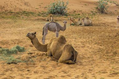 Camels in the Desert, Ras al-Khaimah, United Arab Emirates, Asia