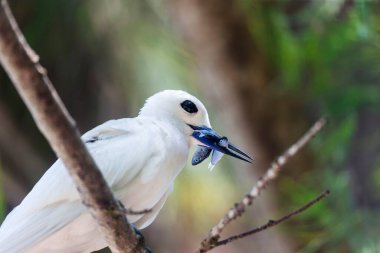 White Tern ya da Fairy Tern (Gygis alba) Kuzen Adası, Seyşeller, Hint Okyanusu, Afrika