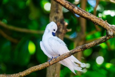 White Tern ya da Fairy Tern (Gygis alba) Kuzen Adası, Seyşeller, Hint Okyanusu, Afrika