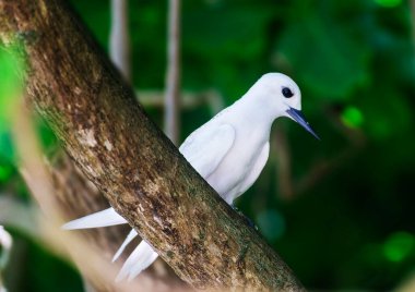 White Tern ya da Fairy Tern (Gygis alba) Kuzen Adası, Seyşeller, Hint Okyanusu, Afrika