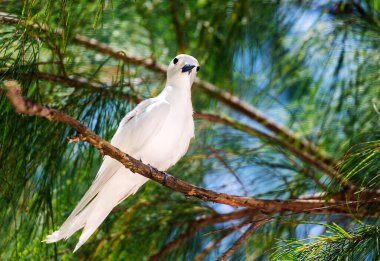 White Tern ya da Fairy Tern (Gygis alba) Kuzen Adası, Seyşeller, Hint Okyanusu, Afrika