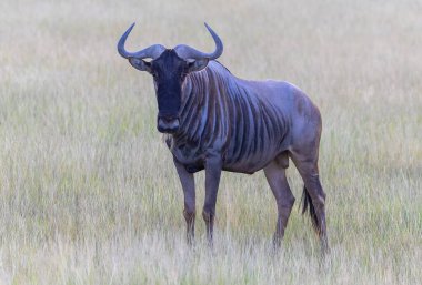 Vahşi hayvan, Kenya Savanındaki Gnu, Amboseli Ulusal Parkı, Afrika