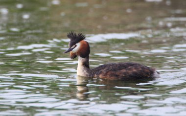 Bir gölde, Almanya 'da, Avrupa' da büyük bir ibikli