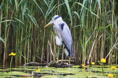 Gri Heron (Ardea cinerea) avlanmaktadır, Graureiher.