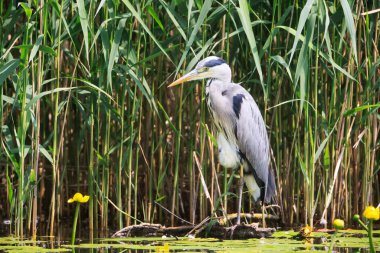 Gri Heron (Ardea cinerea) avlanmaktadır, Graureiher.
