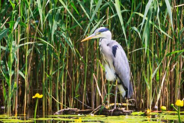 Gri Heron (Ardea cinerea) avlanmaktadır, Graureiher.