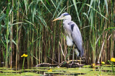 Gri Heron (Ardea cinerea) avlanmaktadır, Graureiher.