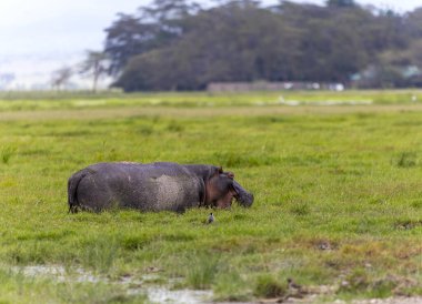 Amboseli Ulusal Parkı 'nda Hippo, Kenya, Afrika