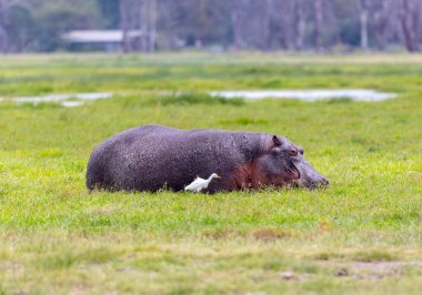 Hippo in Amboseli National Park, Kenya, Africa clipart