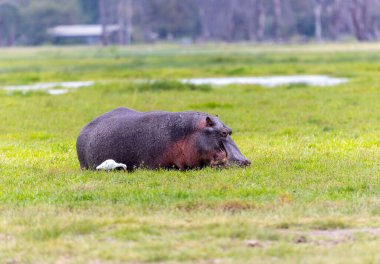 Amboseli Ulusal Parkı 'nda Hippo, Kenya, Afrika