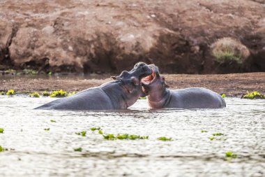 Hippo, Tsavo-West Ulusal Parkı, Kenya, Afrika