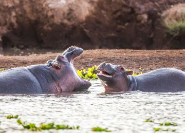 Hippo, Tsavo-West Ulusal Parkı, Kenya, Afrika