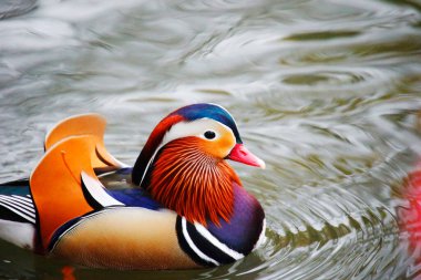 Heilbronn, Almanya 'da Bir Parktaki Mandarin Ördeği