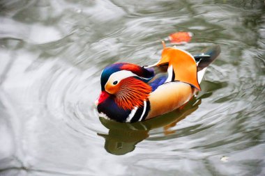 Heilbronn, Almanya 'da Bir Parktaki Mandarin Ördeği