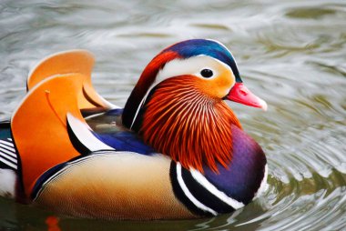 Heilbronn, Almanya 'da Bir Parktaki Mandarin Ördeği