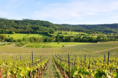 Hohenlohe, Baden-Wuerttemberg, Almanya, Avrupa 'da bir çayır bahçesi