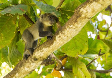 Beyaz boğazlı maymun (cercopithecus albogularis) Kenya, Afrika 'da bir ağaçta