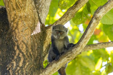 Beyaz boğazlı maymun (cercopithecus albogularis) Kenya, Afrika 'da bir ağaçta