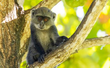 Beyaz boğazlı maymun (cercopithecus albogularis) Kenya, Afrika 'da bir ağaçta