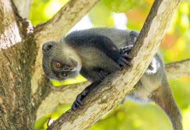 Beyaz boğazlı maymun (cercopithecus albogularis) Kenya, Afrika 'da bir ağaçta