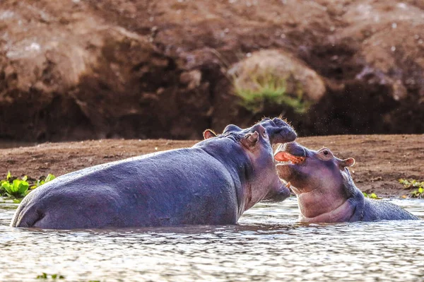 İki Su Aygırı, Tsavo-West Ulusal Parkı, Kenya, Afrika